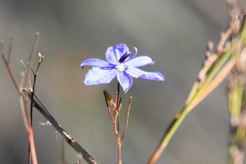 Agrostocrinum scabrum photo 6