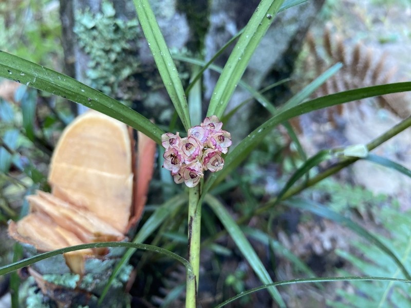 Agrostophyllum callosum