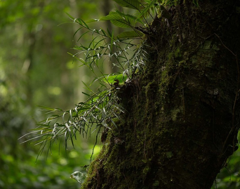 Agrostophyllum callosum photo 2