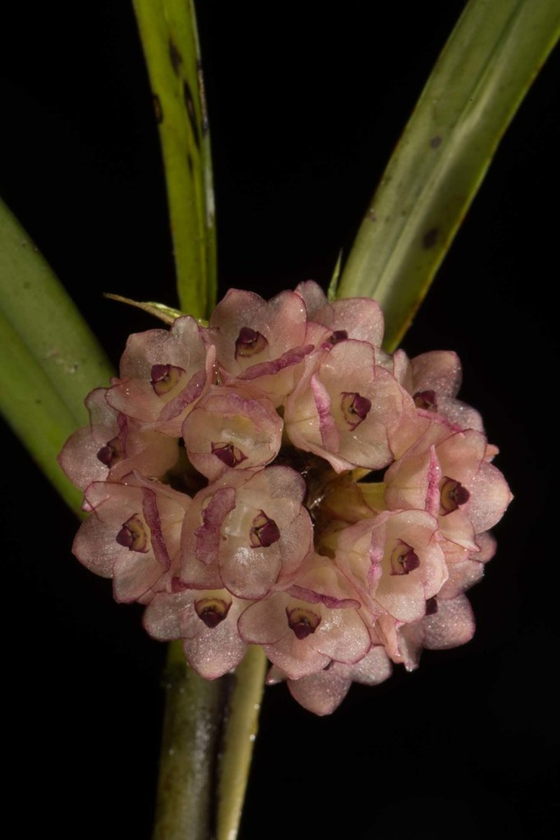 Agrostophyllum callosum photo 3