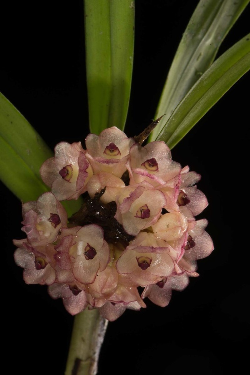 Agrostophyllum callosum photo 4