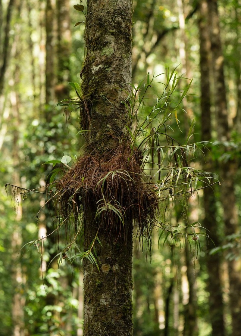Agrostophyllum callosum photo 5