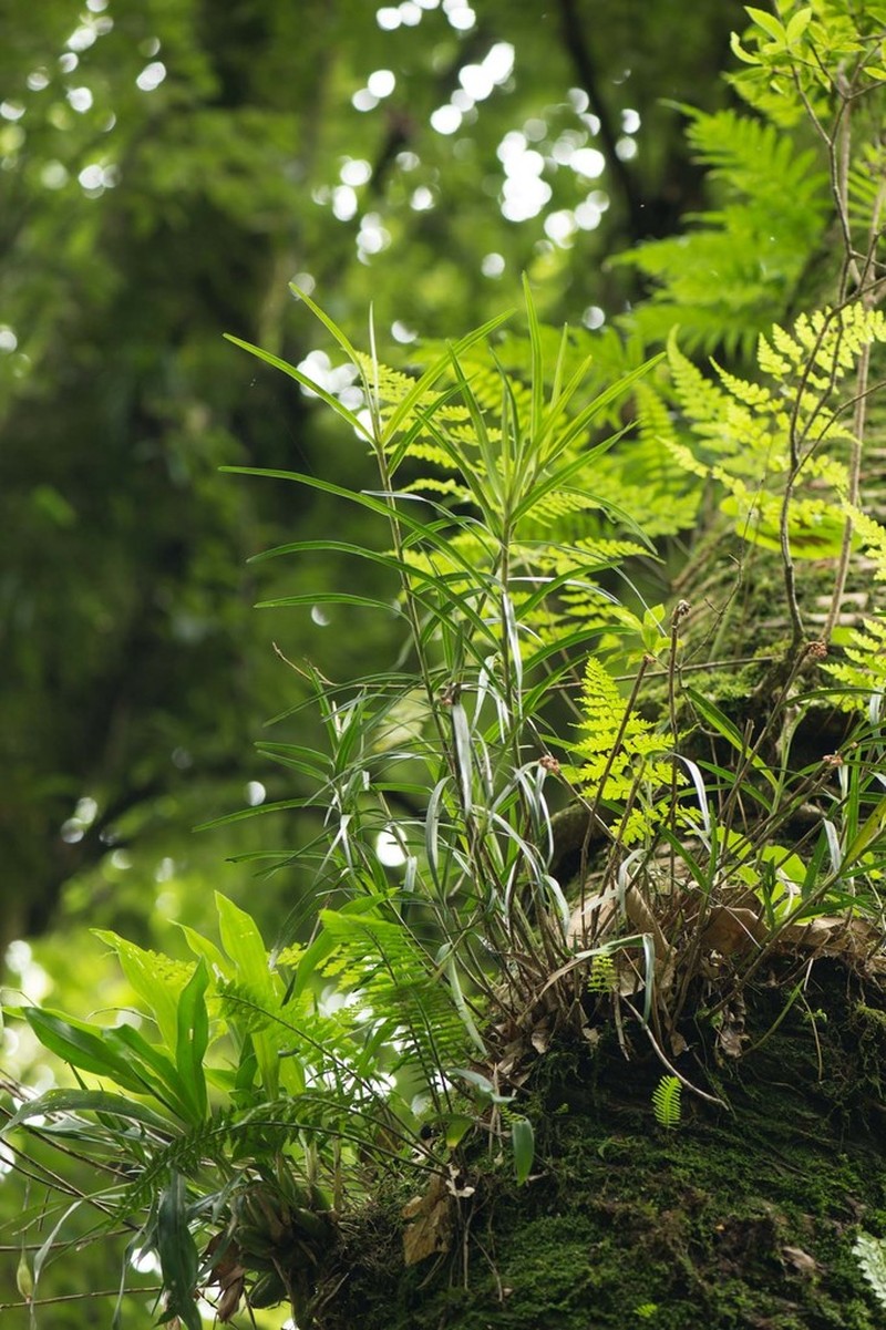 Agrostophyllum callosum photo 6