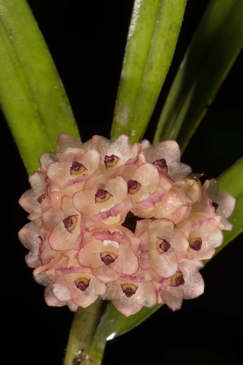 Agrostophyllum callosum photo 7