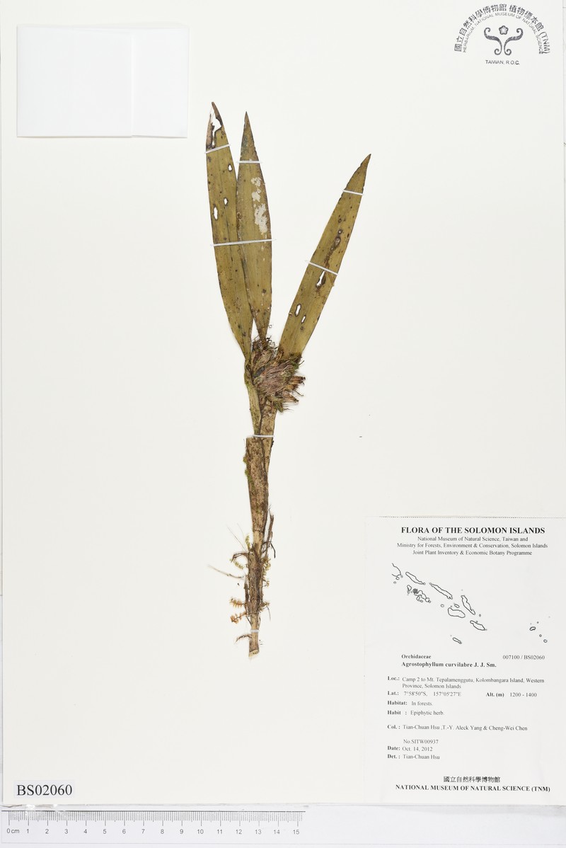 Agrostophyllum curvilabre