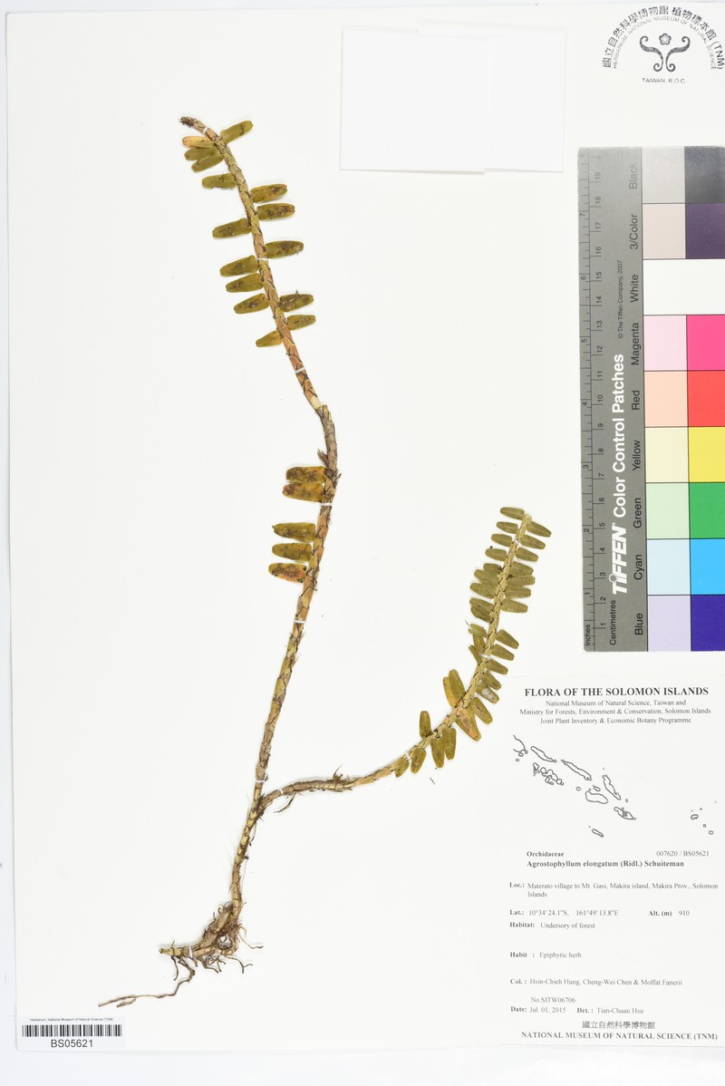 Elongate Agrostophyllum photo 2