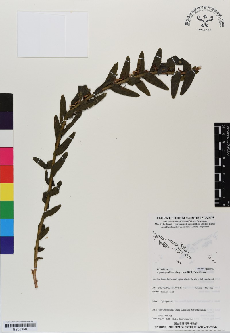 Elongate Agrostophyllum photo 4