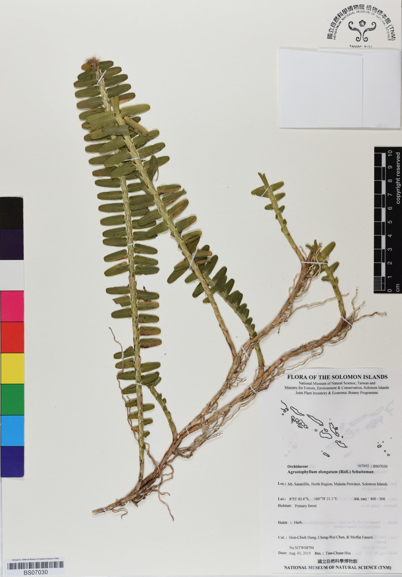 Elongate Agrostophyllum photo 5