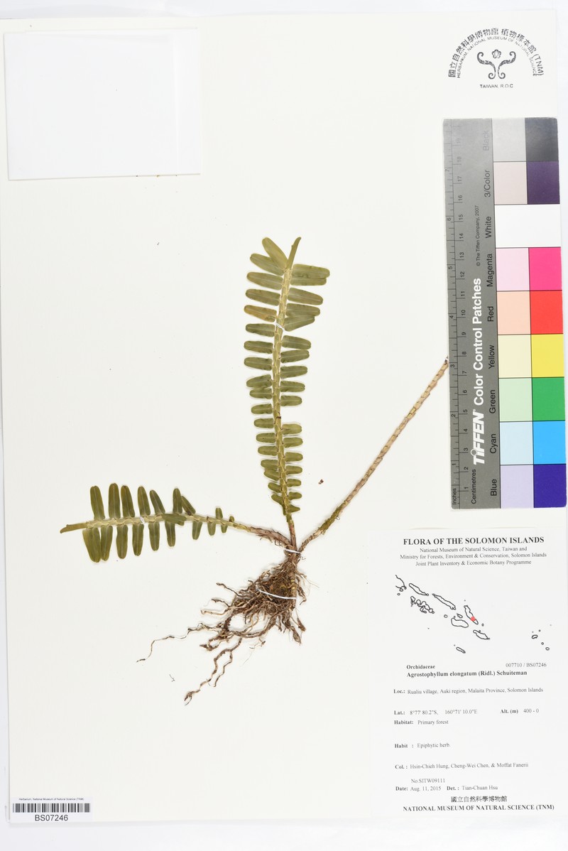 Elongate Agrostophyllum photo 6