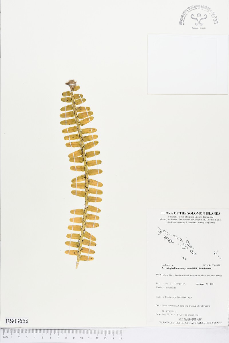 Elongate Agrostophyllum photo 7