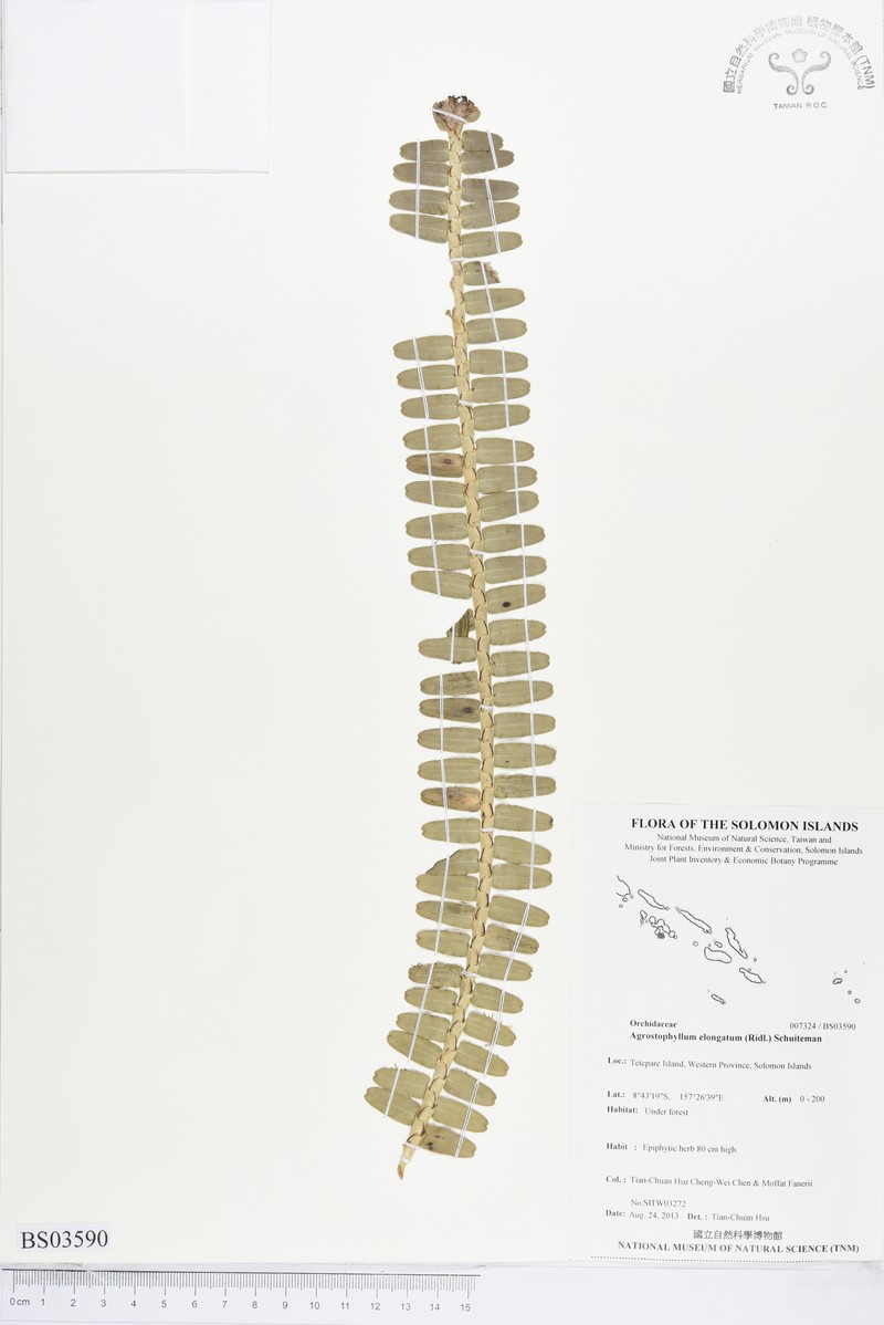 Elongate Agrostophyllum photo 8