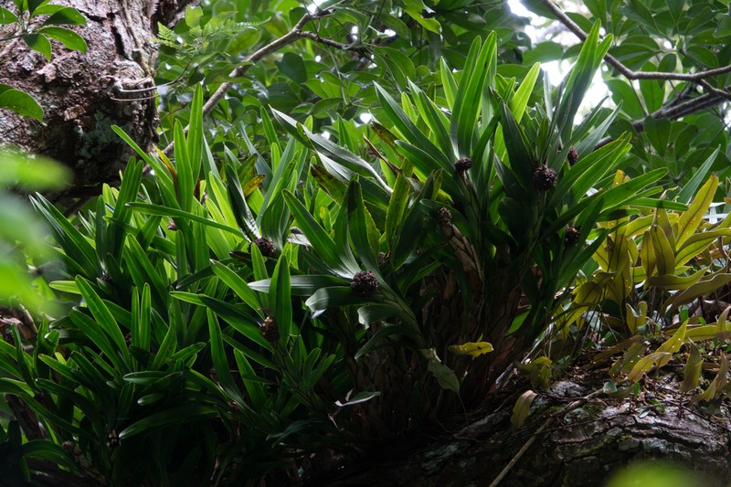 Agrostophyllum formosanum