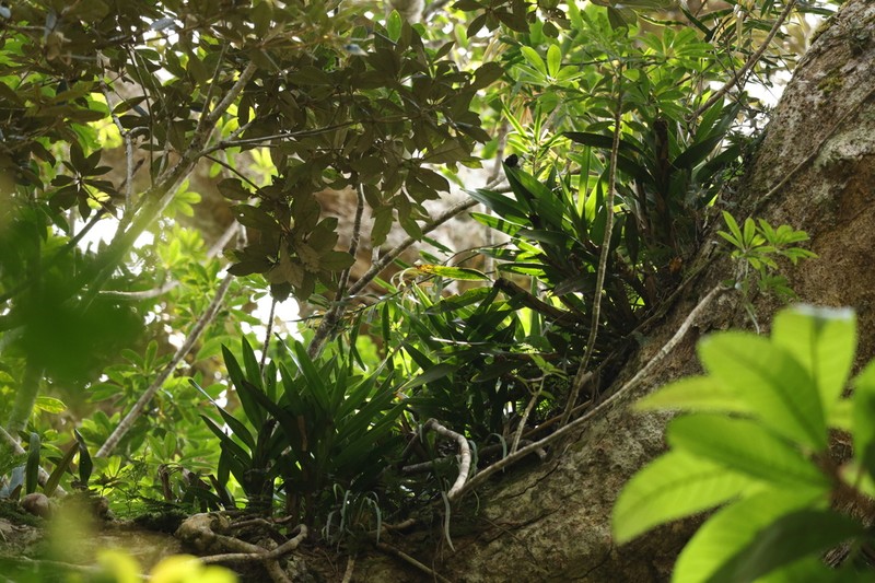 Agrostophyllum formosanum photo 2
