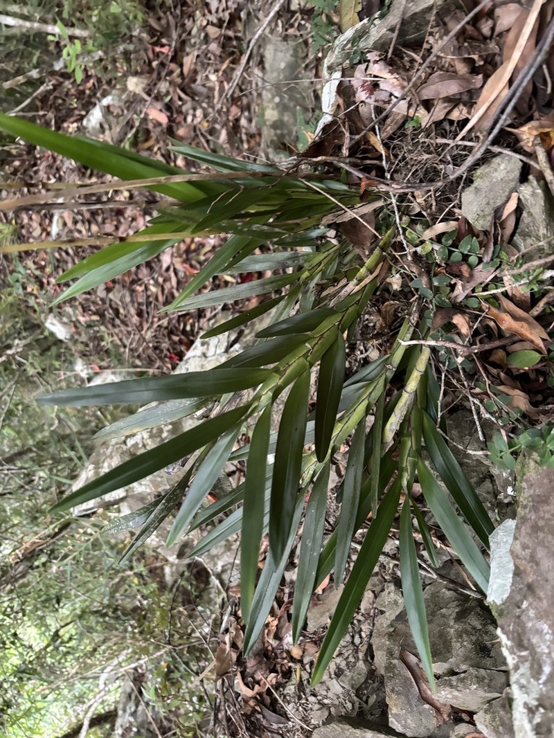 Agrostophyllum formosanum photo 3