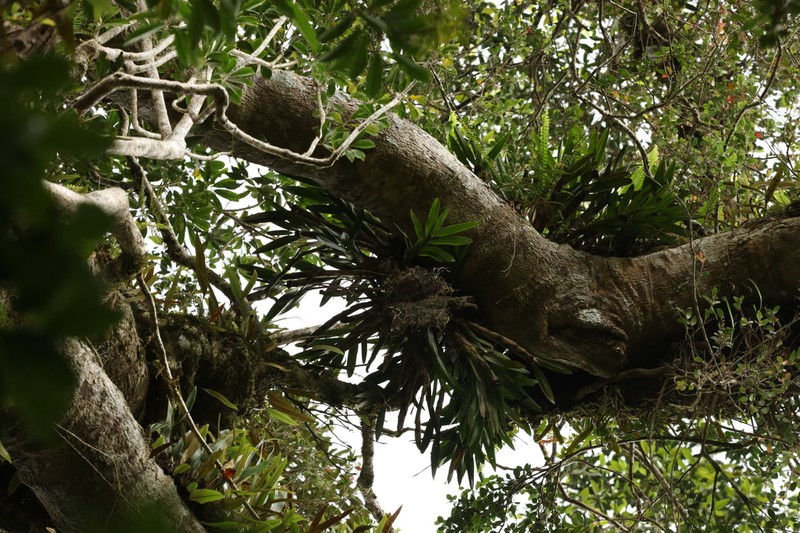 Agrostophyllum formosanum photo 4