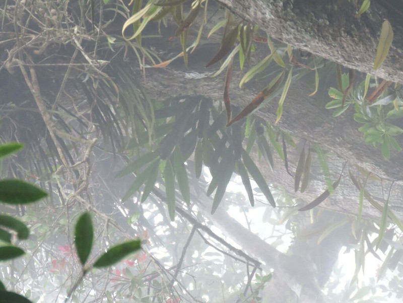 Agrostophyllum formosanum photo 5