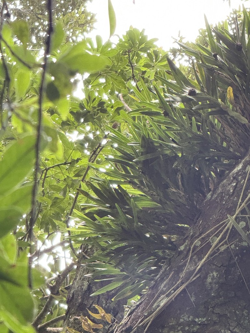 Agrostophyllum formosanum photo 6