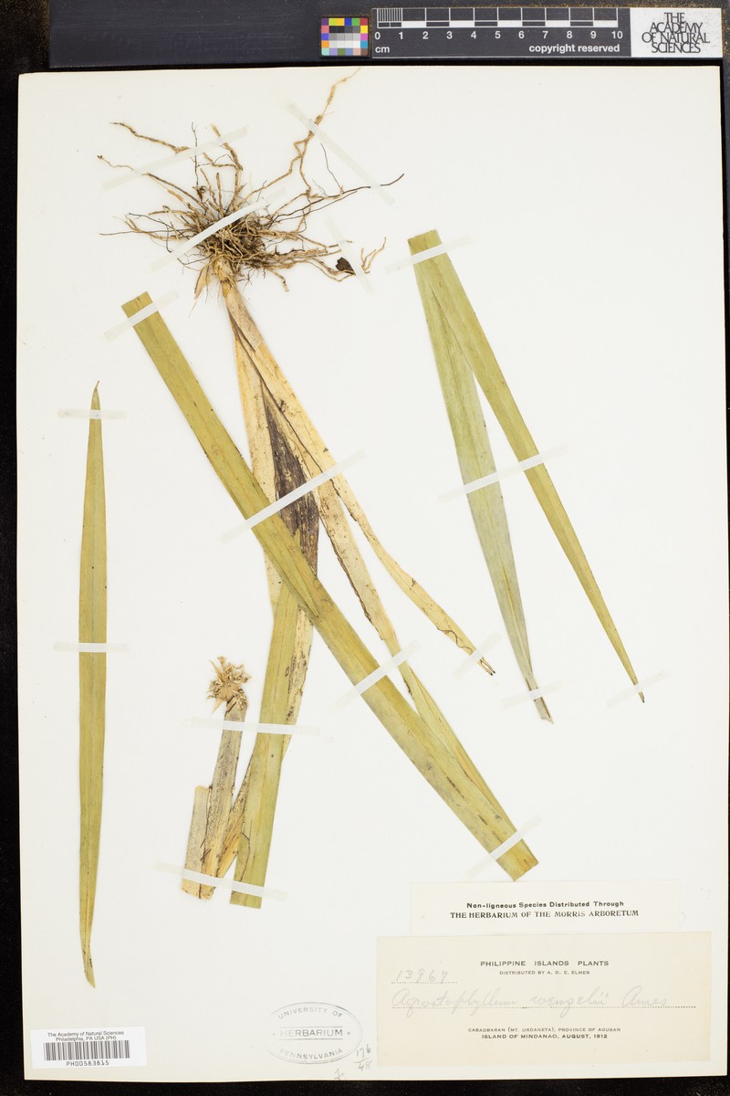 Agrostophyllum glumaceum