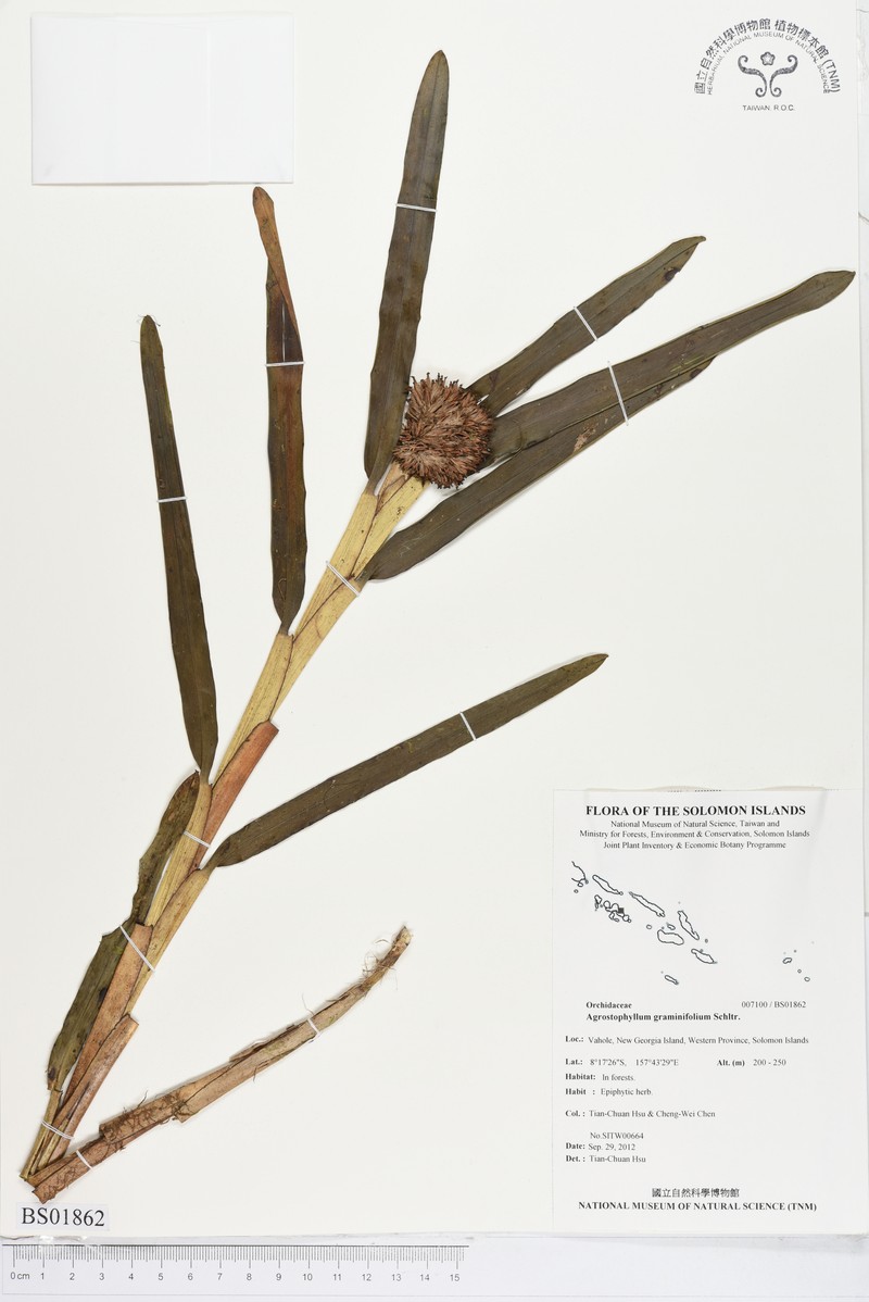 Agrostophyllum graminifolium
