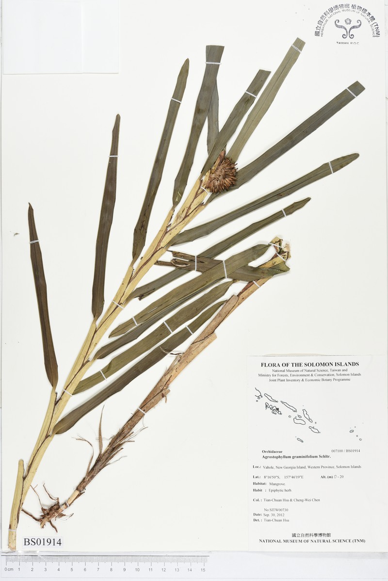 Agrostophyllum graminifolium photo 2