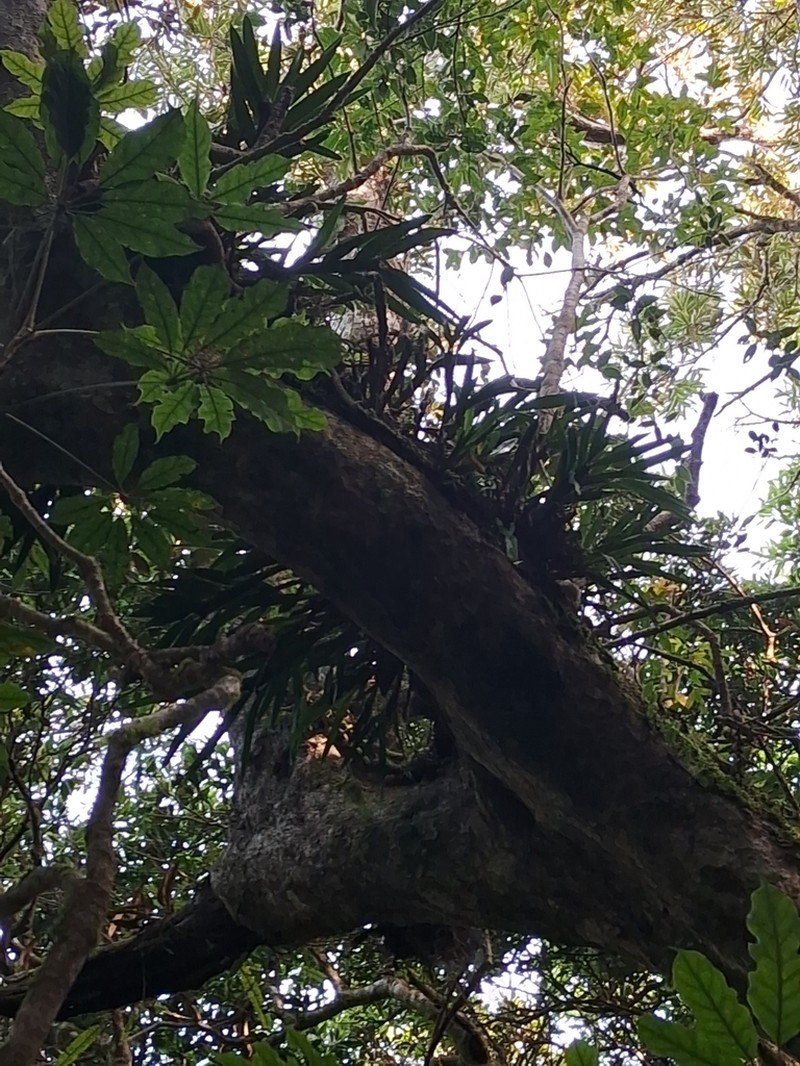 Agrostophyllum inocephalum
