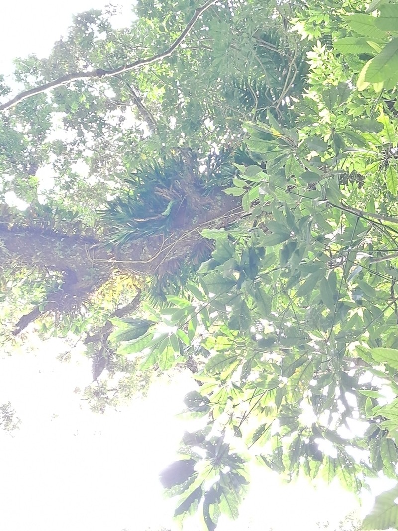 Agrostophyllum inocephalum photo 2