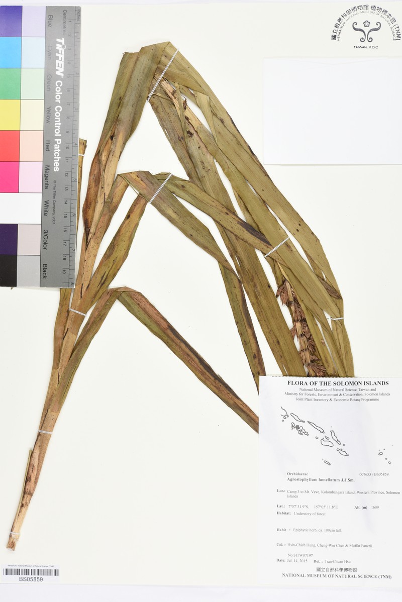Agrostophyllum lamellatum
