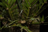 Agrostophyllum laxum