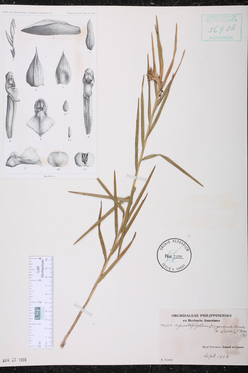 Agrostophyllum luzonense