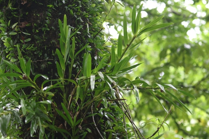 Agrostophyllum majus