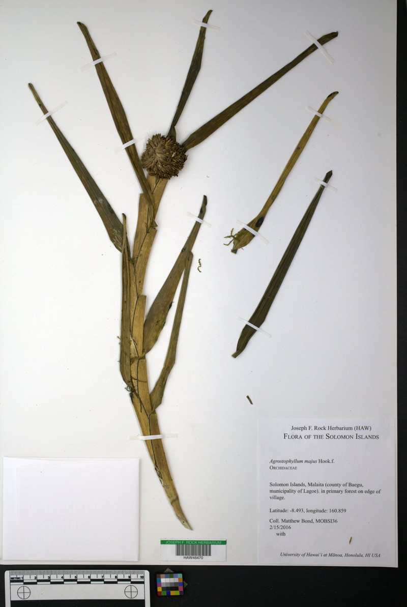Agrostophyllum majus photo 2