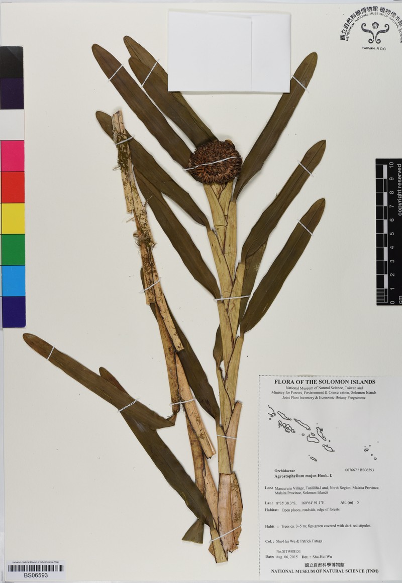 Agrostophyllum majus photo 3