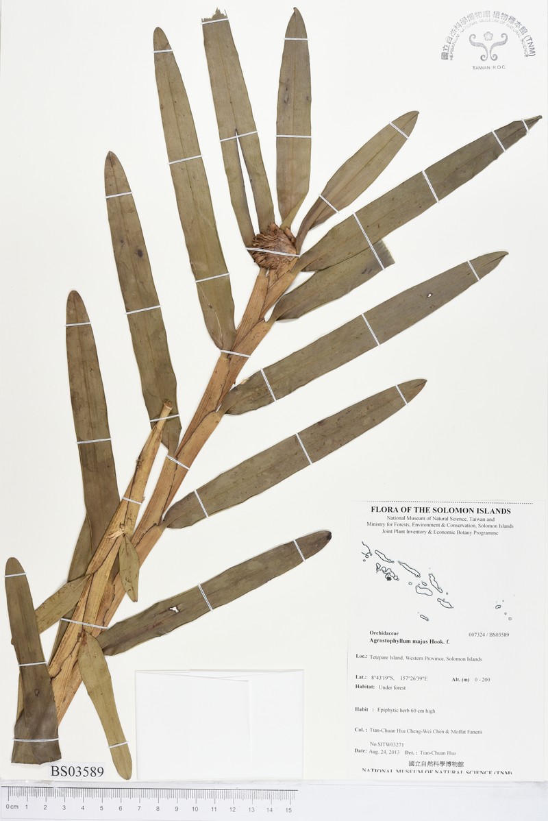Agrostophyllum majus photo 4