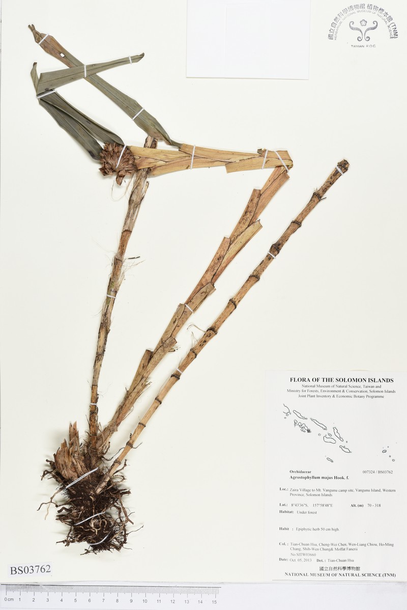 Agrostophyllum majus photo 5