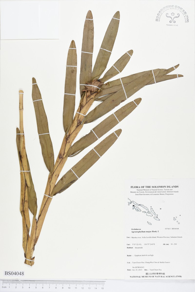 Agrostophyllum majus photo 6