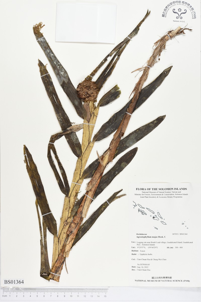 Agrostophyllum majus photo 7