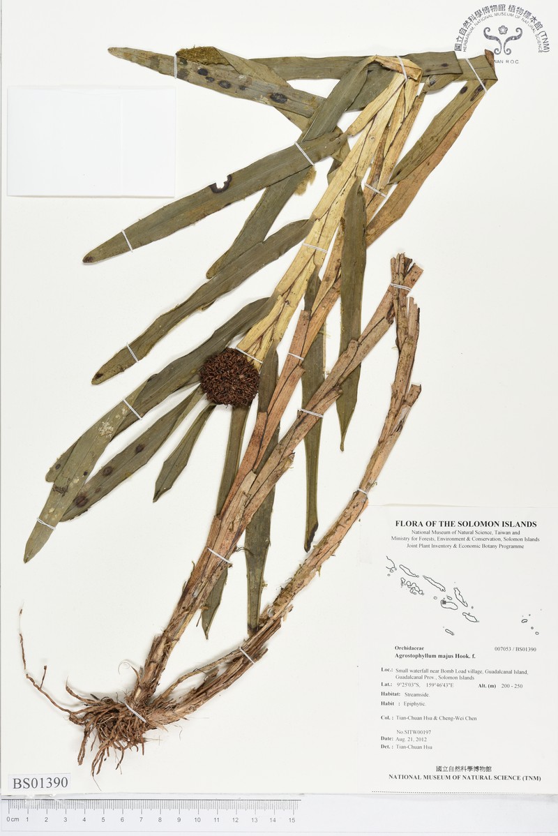 Agrostophyllum majus photo 8