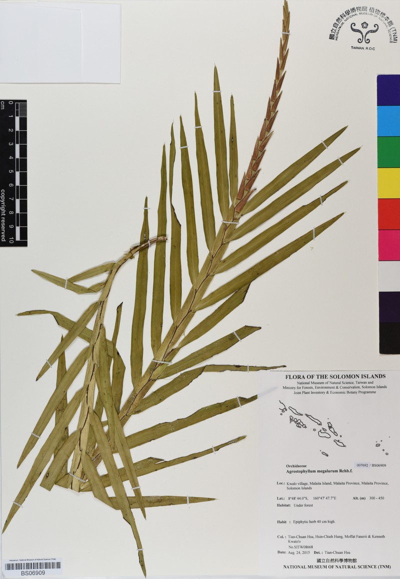 Agrostophyllum megalurum
