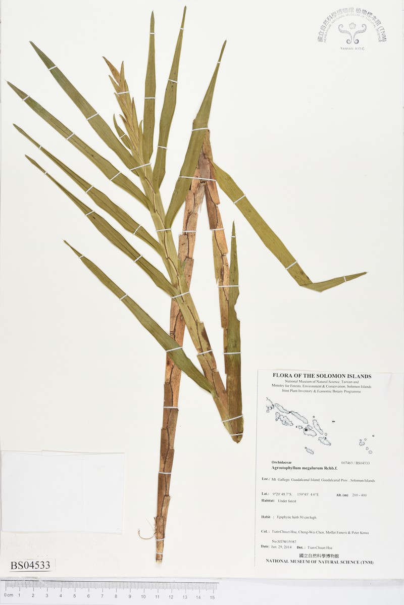 Agrostophyllum megalurum photo 2