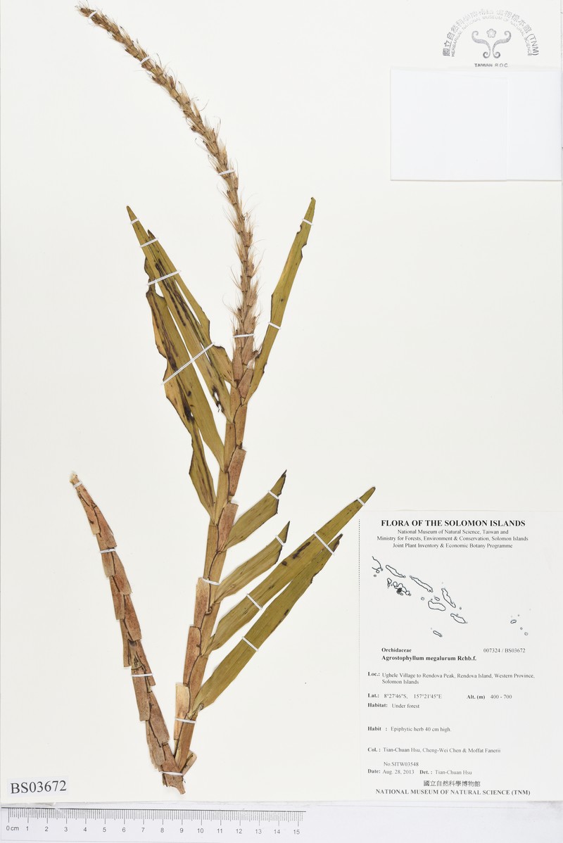 Agrostophyllum megalurum photo 3