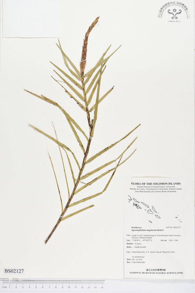 Agrostophyllum megalurum photo 4