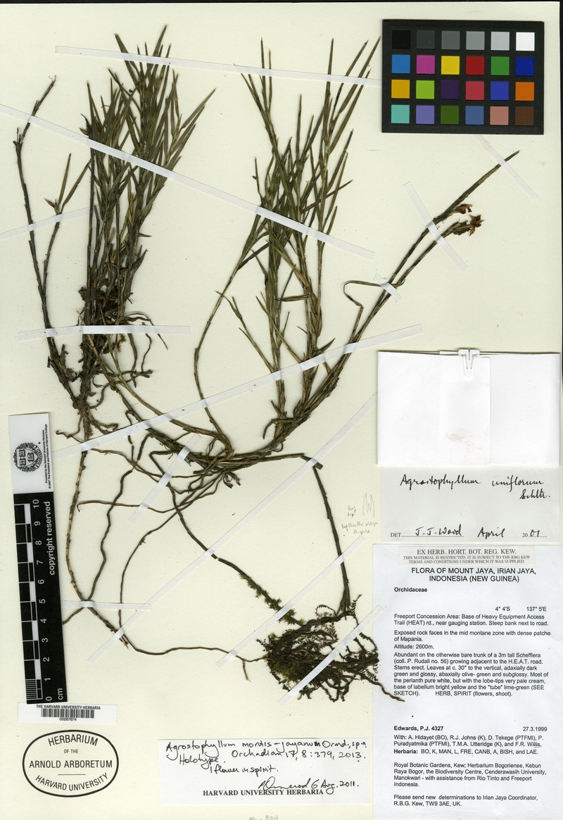 Agrostophyllum montis-jayanum