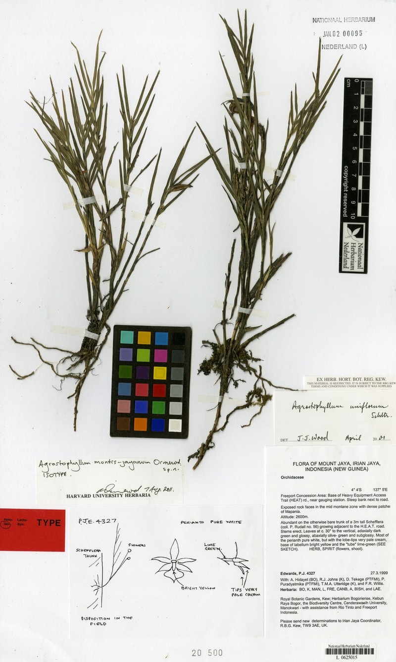 Agrostophyllum montis-jayanum photo 2
