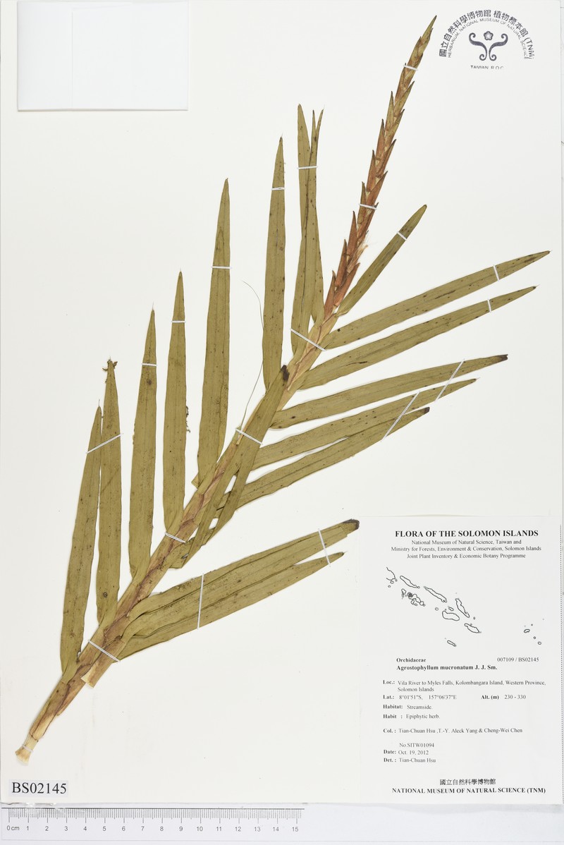 Agrostophyllum mucronatum