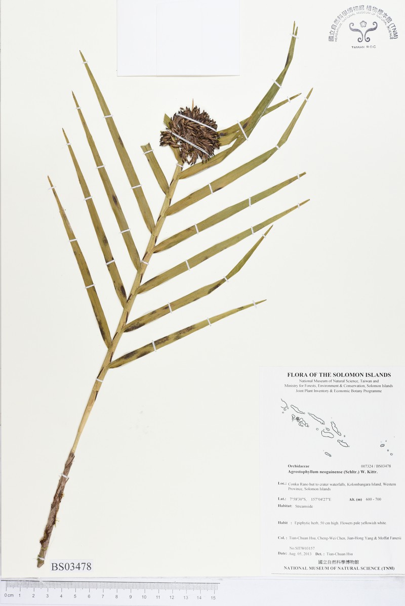Agrostophyllum neoguinense