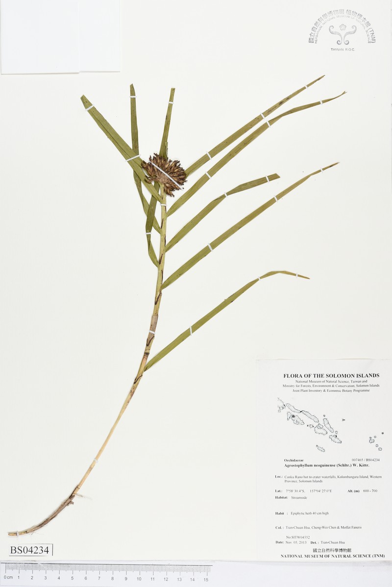 Agrostophyllum neoguinense photo 2