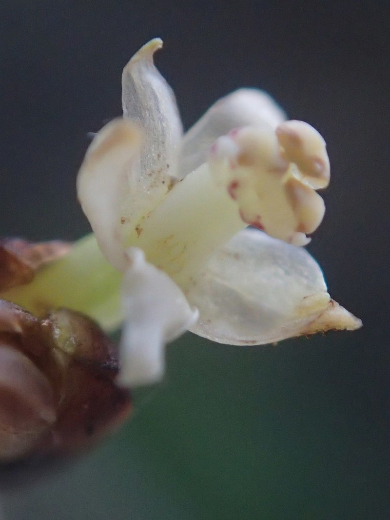 Agrostophyllum occidentale