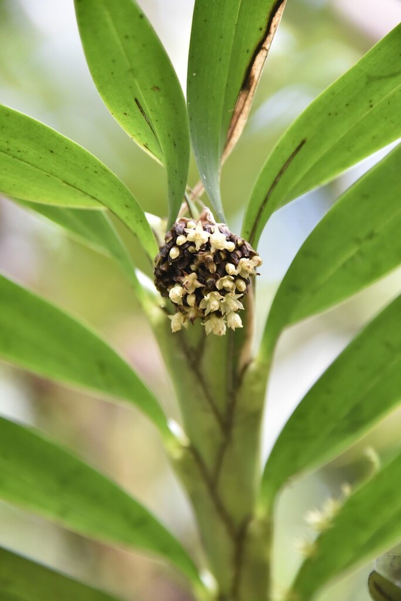 Agrostophyllum occidentale photo 2