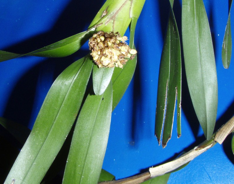 Agrostophyllum occidentale photo 3
