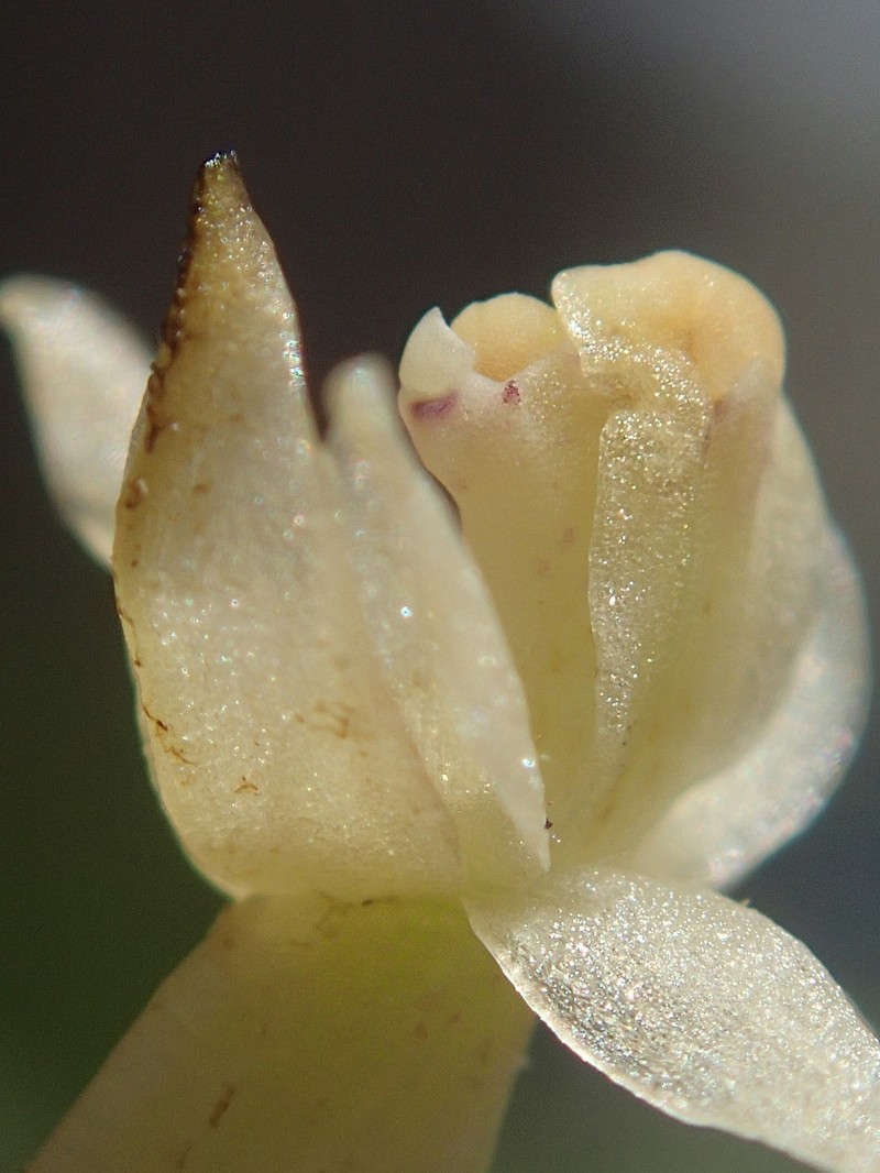 Agrostophyllum occidentale photo 5